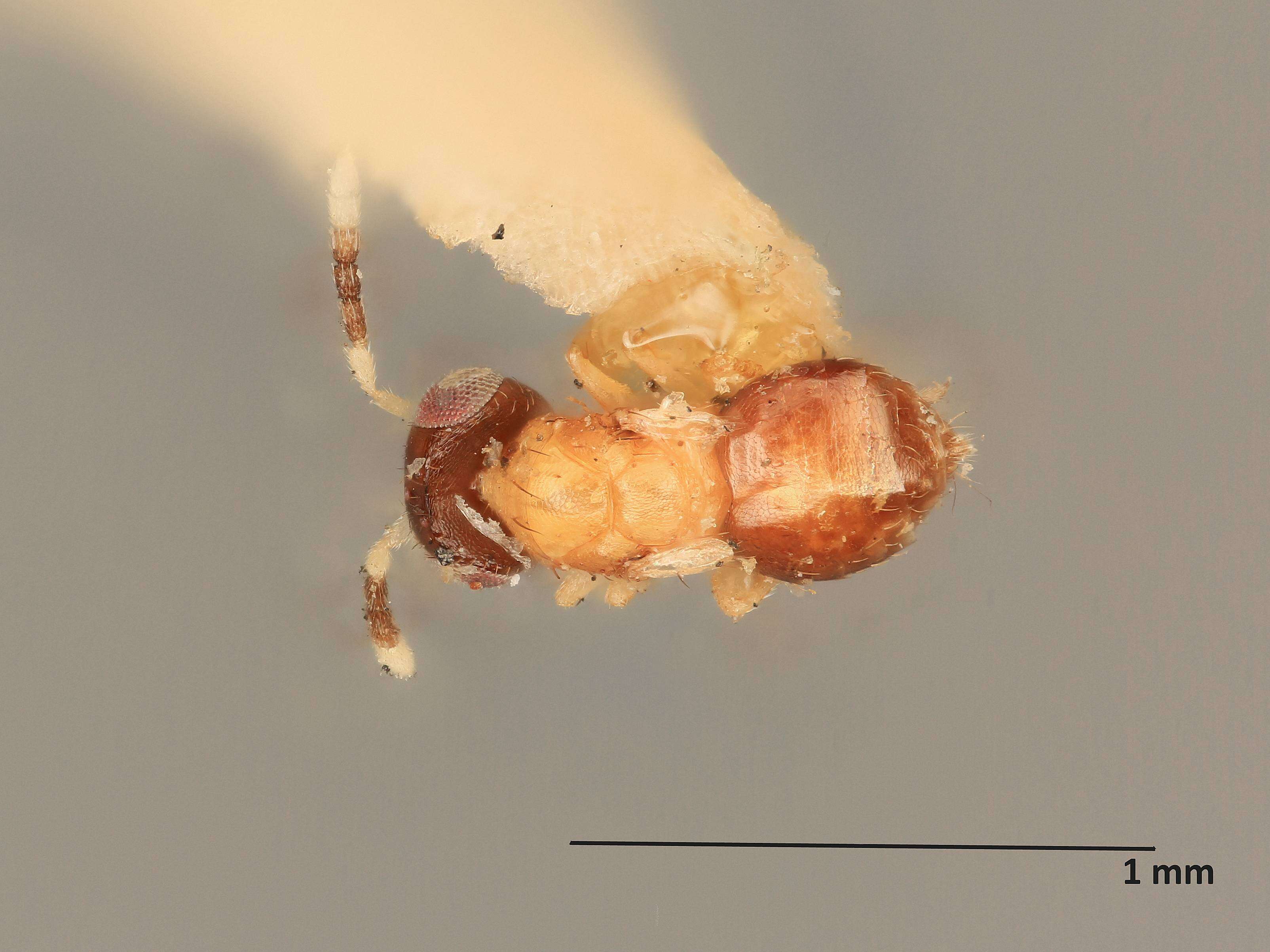 Image of Tetrastichomyia pulchricornis (Gahan 1919)