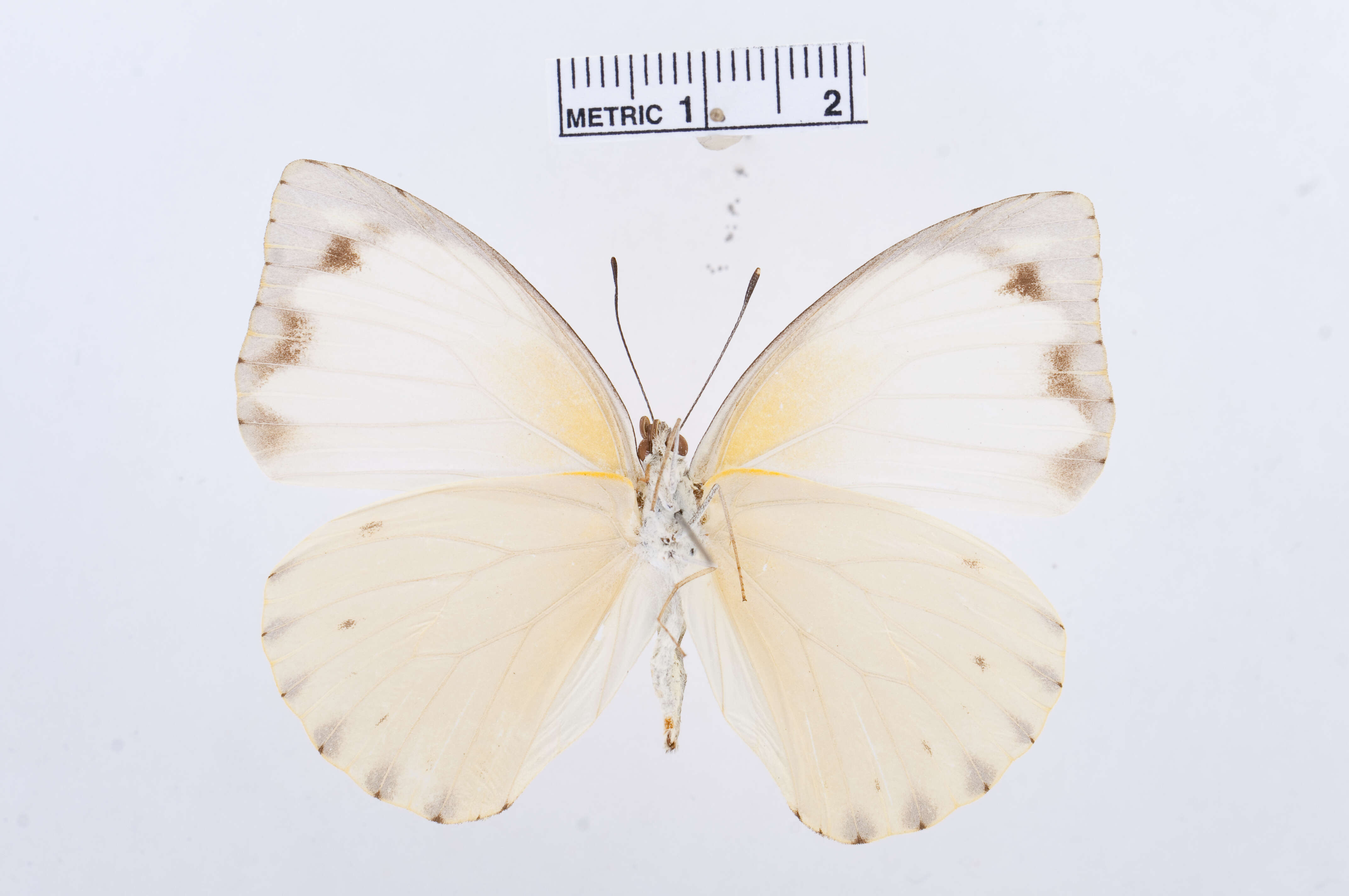 Слика од Nepheronia thalassina (Boisduval 1836)