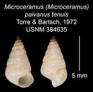 Imagem de Microceramus paivanus tenuis C. Torre & Bartsch 2008