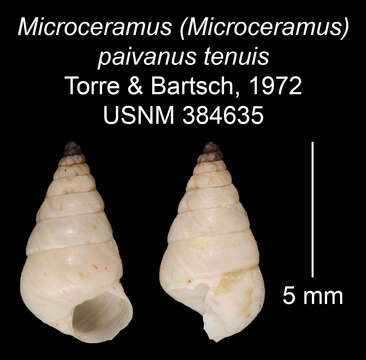 Imagem de Microceramus paivanus tenuis C. Torre & Bartsch 2008