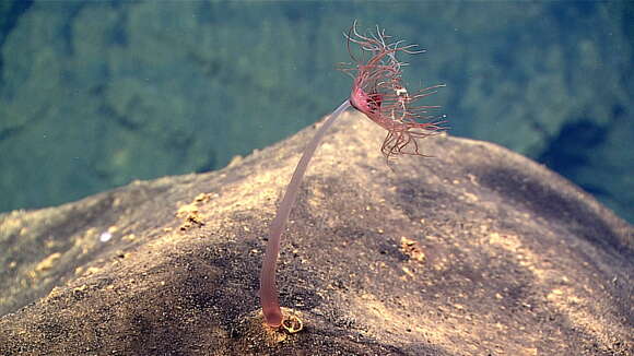 Image of Branchiocerianthus Mark 1898