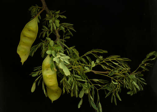 Image of Sphinga platyloba (DC.) Barneby & J. W. Grimes