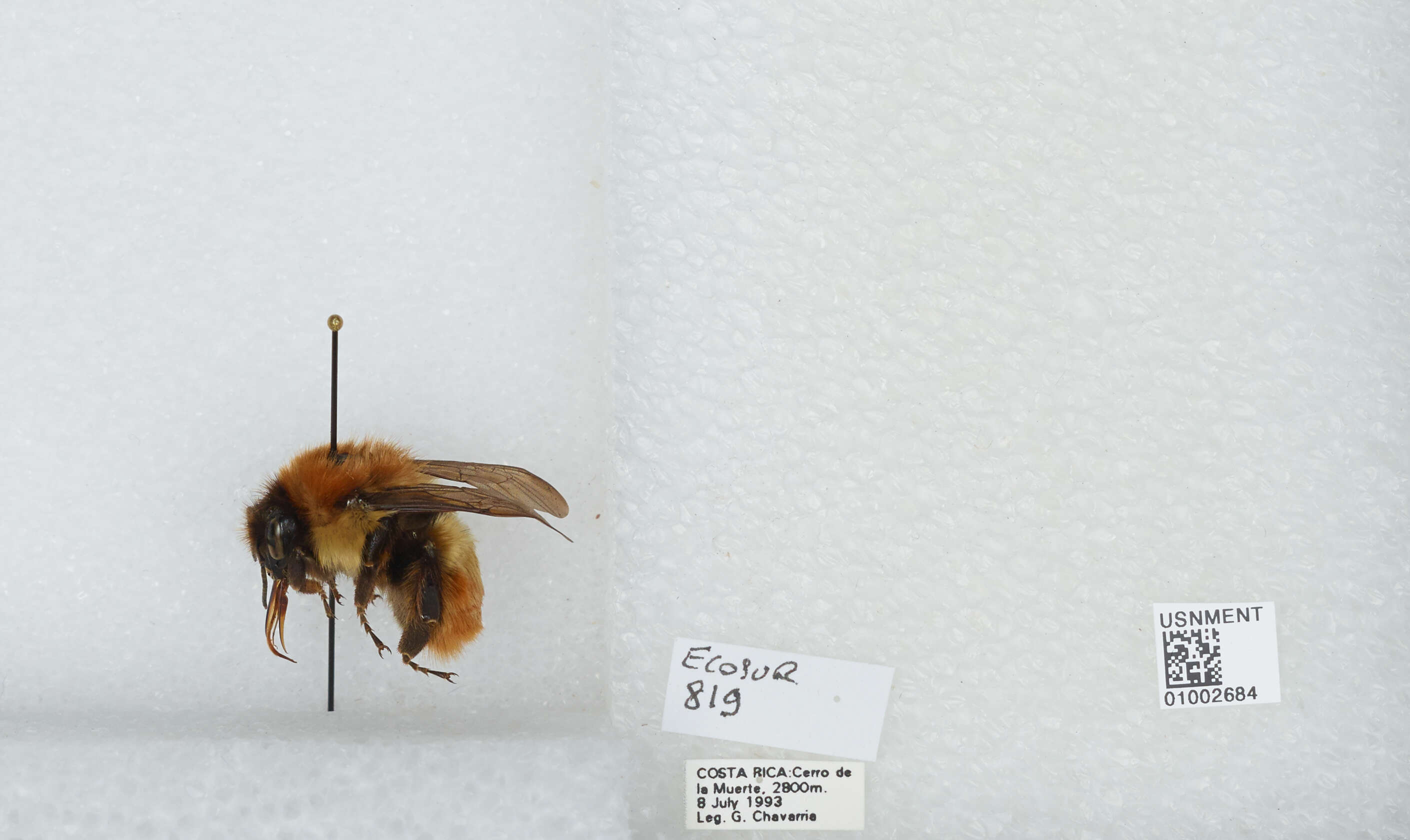 Bombus ephippiatus Say 1837 resmi