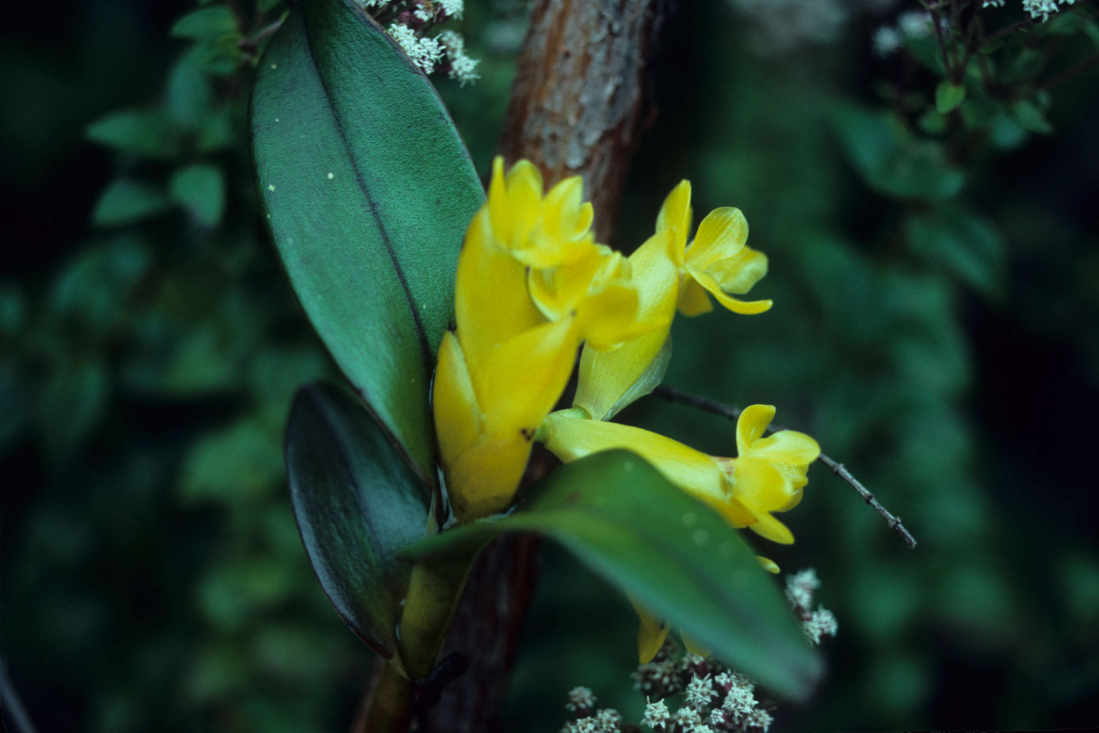 Image of Epidendrum L.