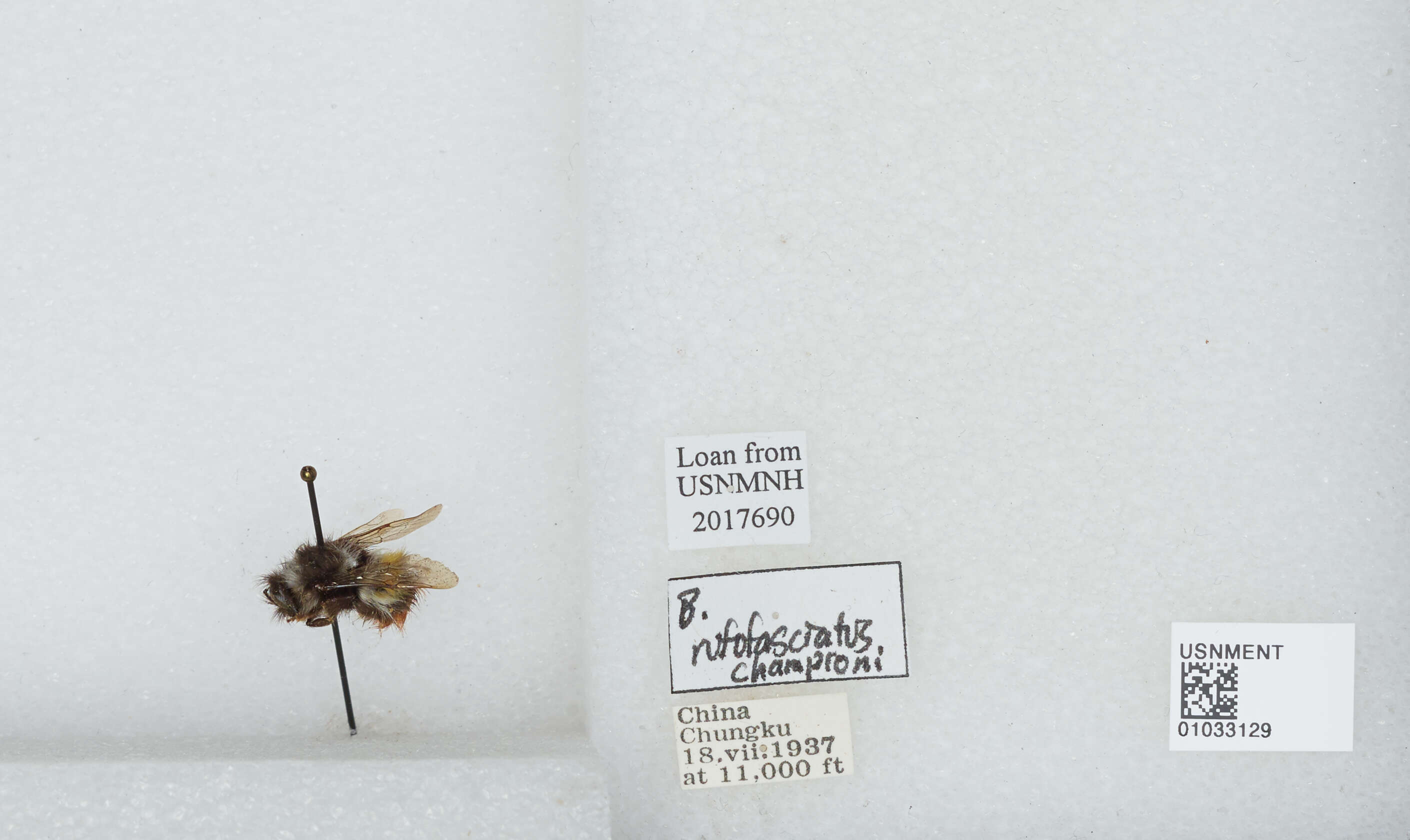 Image of Bombus rufofasciatus Smith 1852