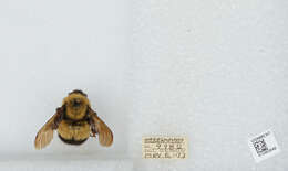 Слика од Bombus affinis Cresson 1864