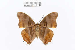 Imagem de Charaxes anticlea Drury 1782