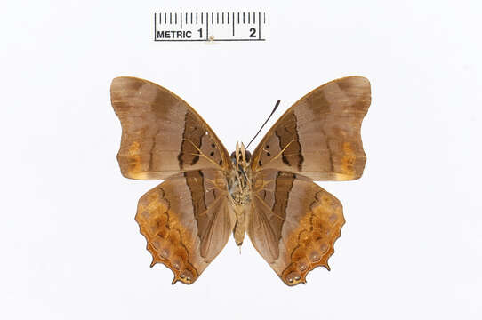 Charaxes anticlea Drury 1782的圖片