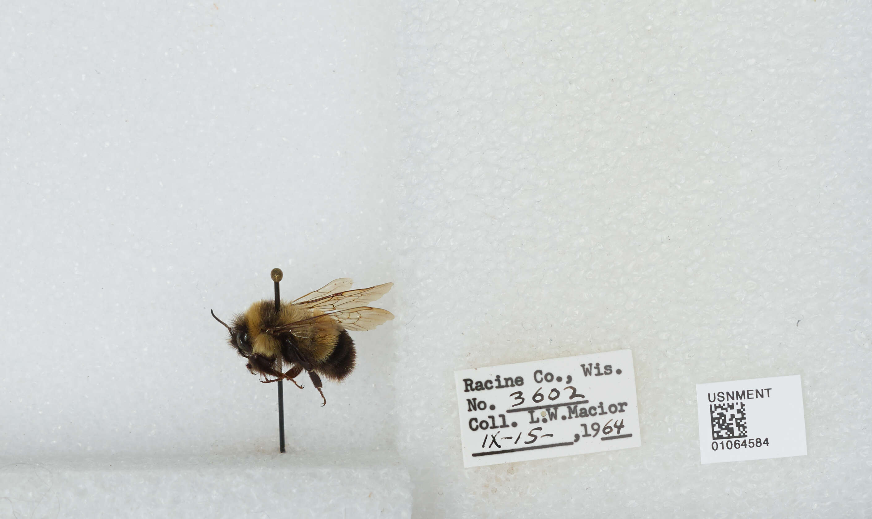 Слика од Bombus affinis Cresson 1864