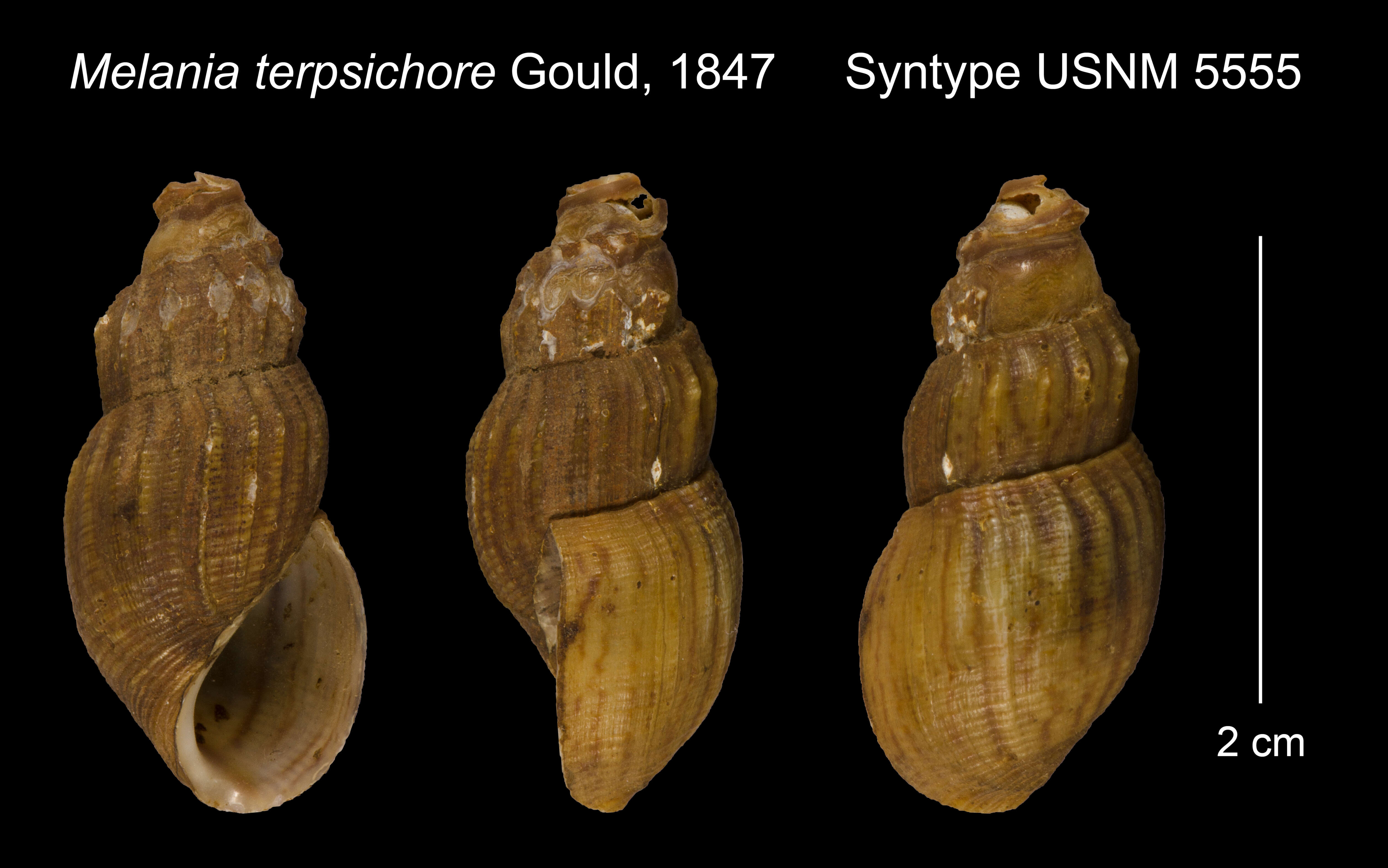 Image of <i>Melania terpsichore</i> Gould