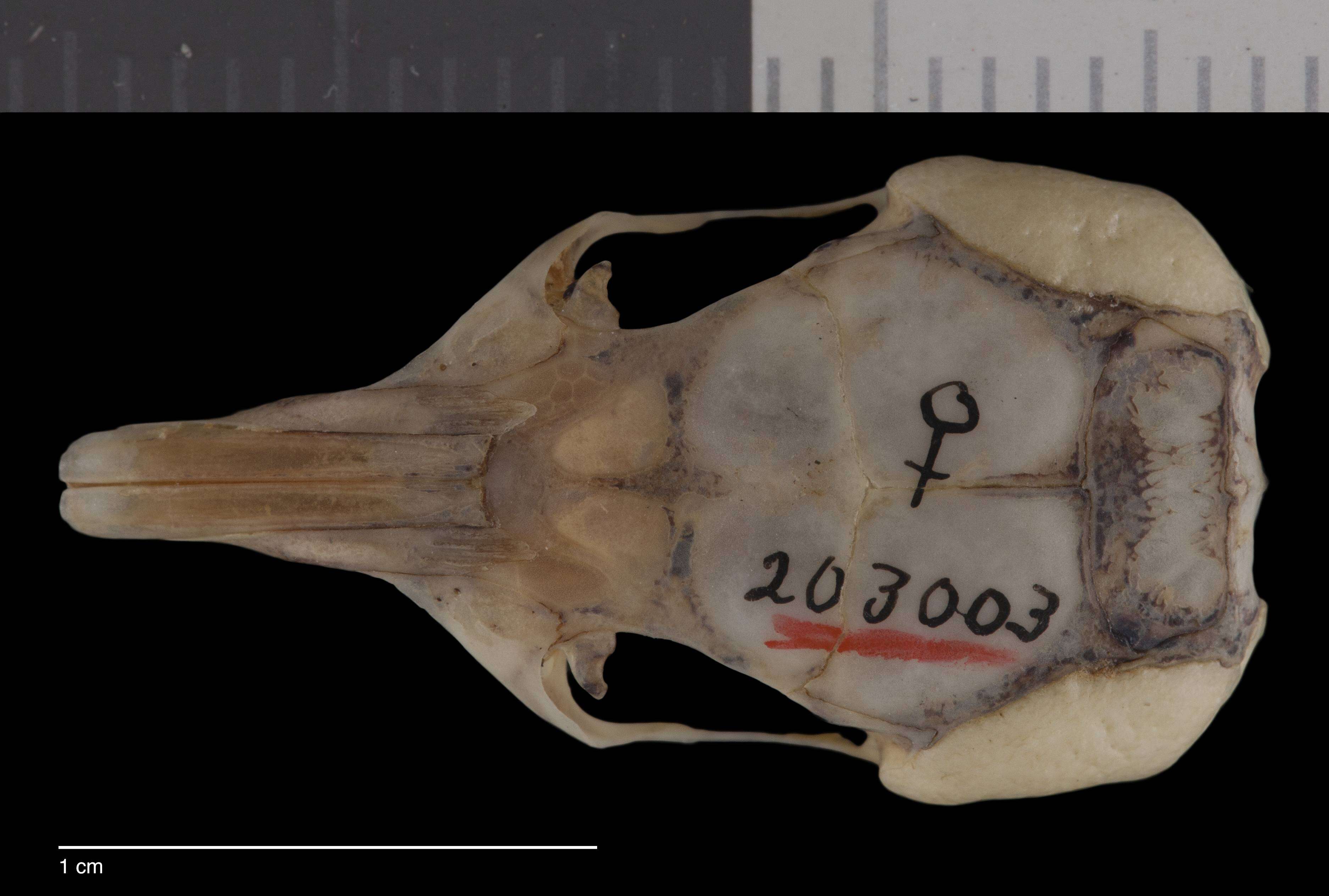 Image of Chaetodipus intermedius phasma (Goldman 1918)