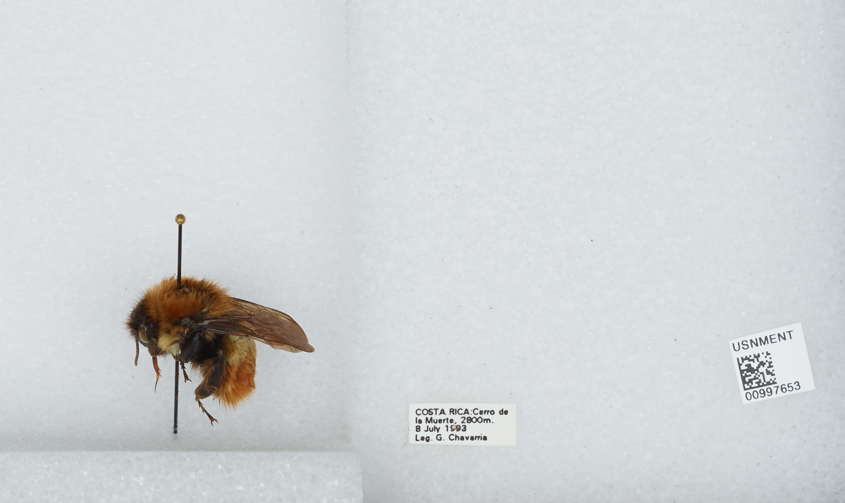 Bombus ephippiatus Say 1837 resmi