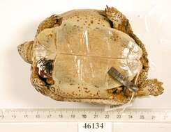 Image of Black River Turtle