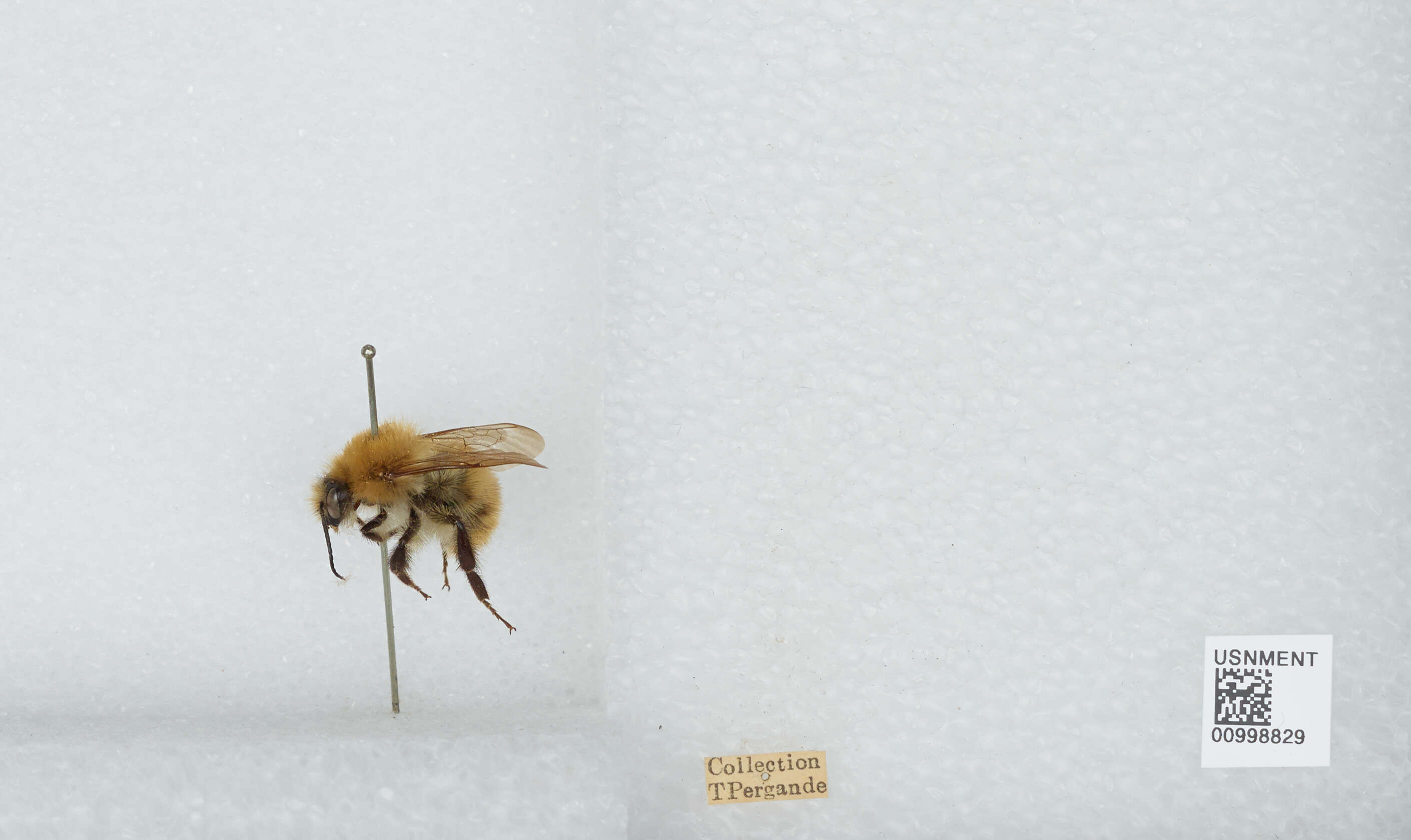 Image of Common carder bumblebee