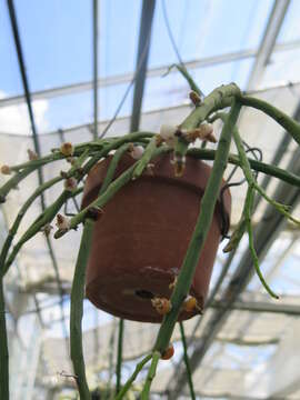 Image de Rhipsalis neves-armondii K. Schum.