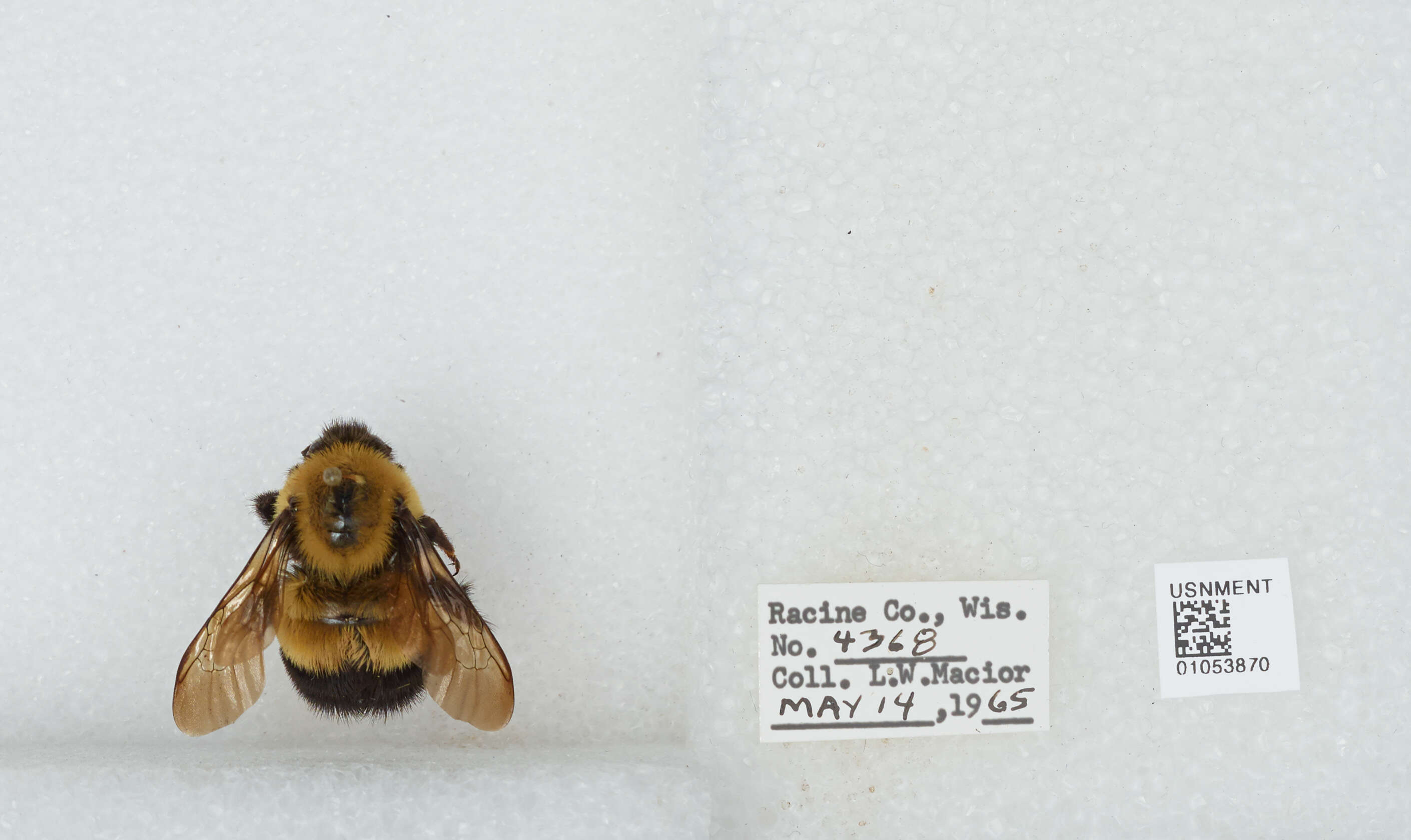 Слика од Bombus affinis Cresson 1864