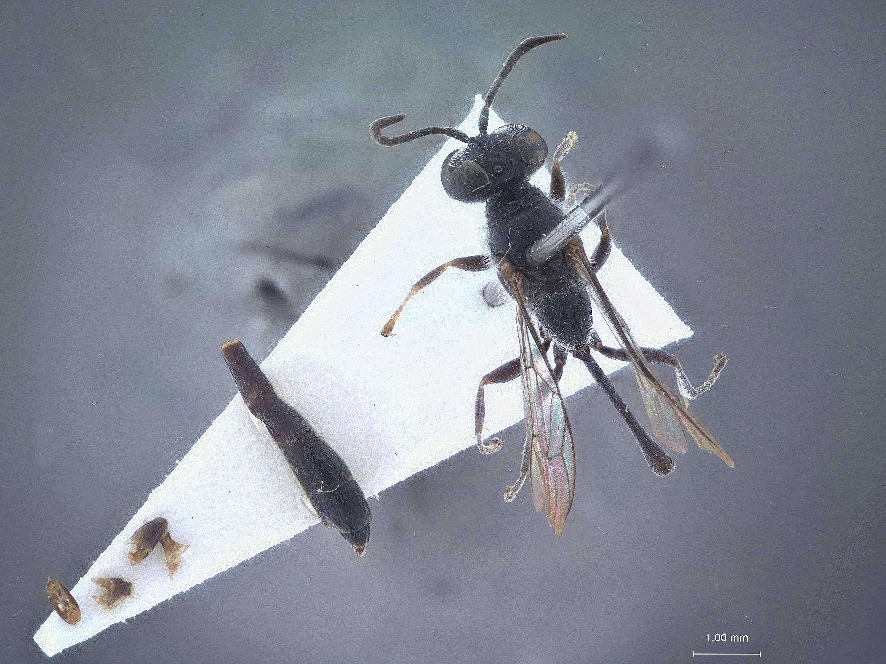Image of Rhopalum murotai Tsuneki 1973