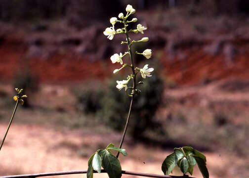 Image of Serjania caracasana (Jacquin) Willdenow