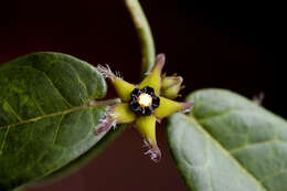 Image of Matelea amazonica G. Morillo