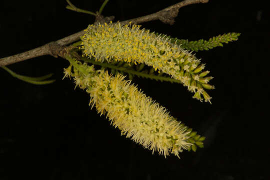 Image of smooth mesquite