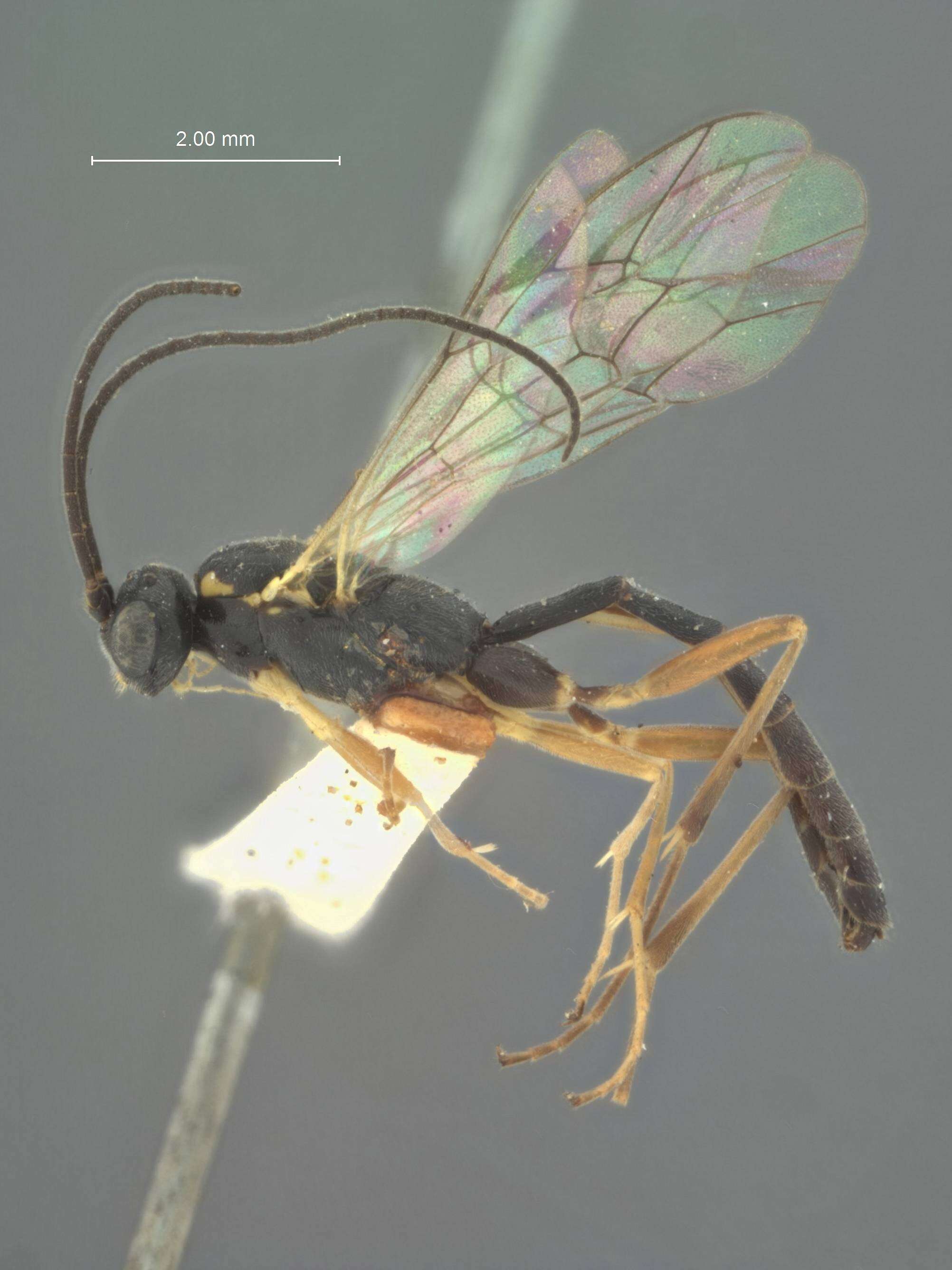 Image of Pimplopterus