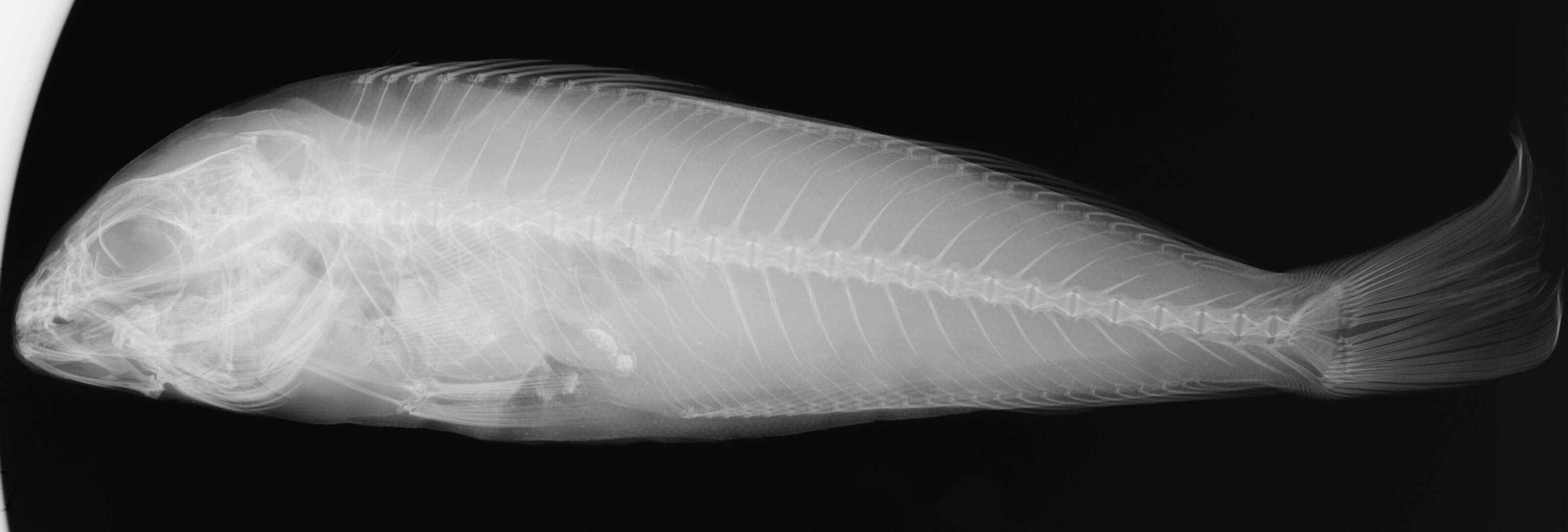 Image of Enigmatic tilefish