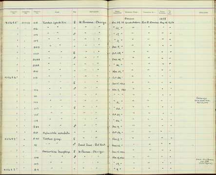 Image of Henicorhina leucophrys collina Bangs 1902