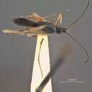 Image of Orgilus lissus Muesebeck 1970