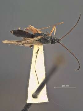 Image of Orgilus lissus Muesebeck 1970