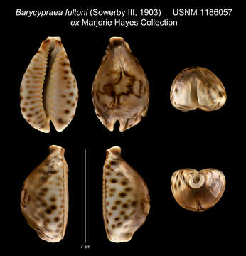 Image of Barycypraea fultoni (G. B. Sowerby Iii 1903)