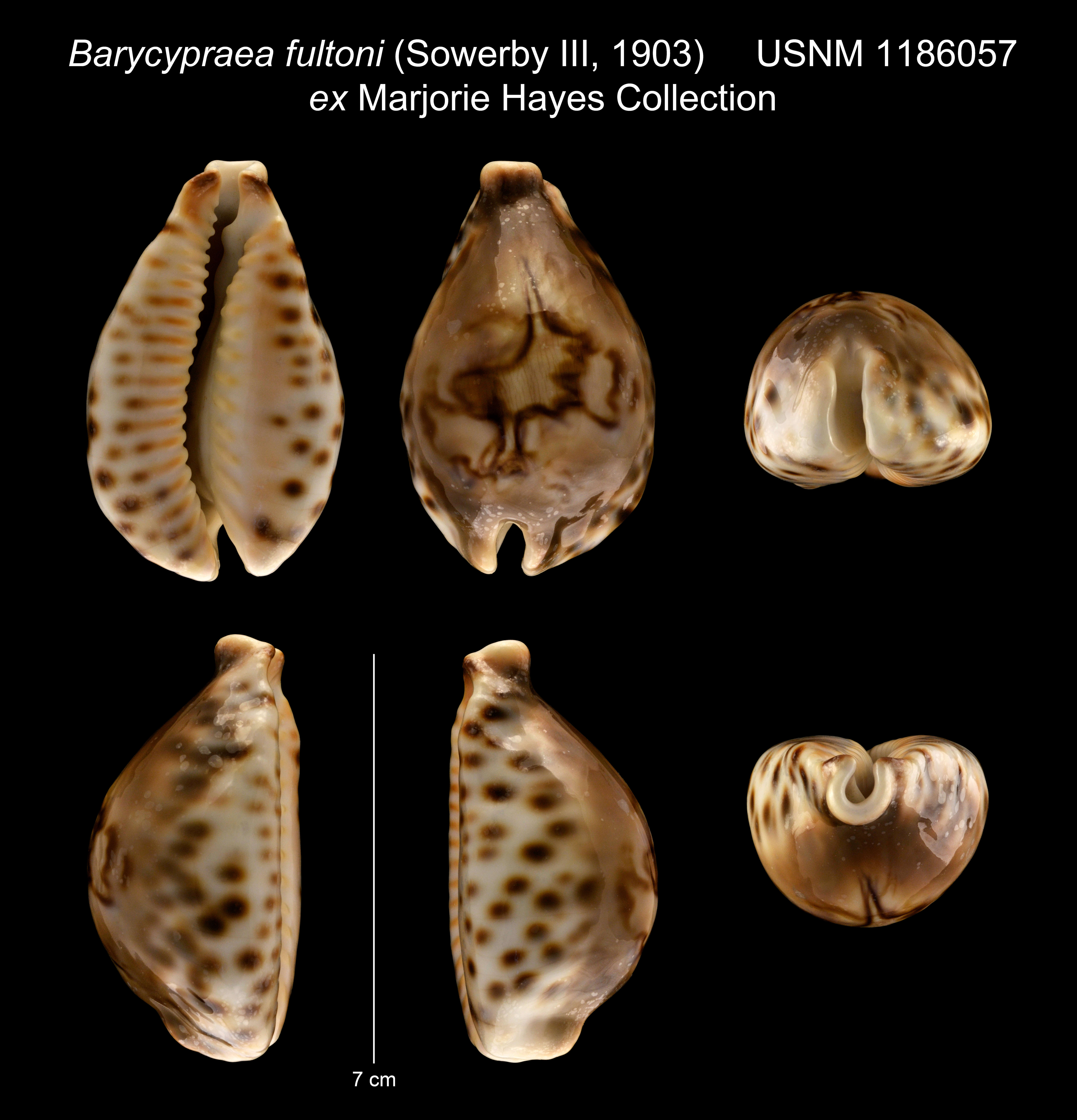 Image of Barycypraea fultoni (G. B. Sowerby Iii 1903)