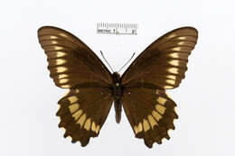 Image of Gold Rim Swallowtail