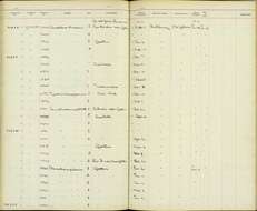 Oncostoma olivaceum (Lawrence 1862)的圖片