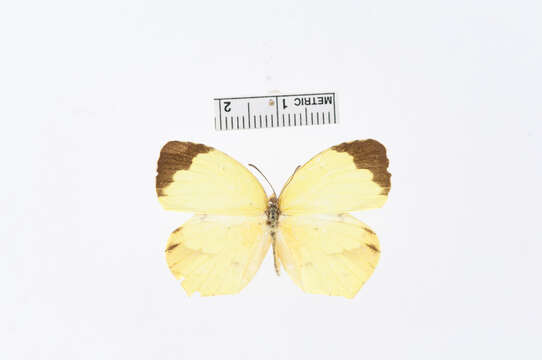 Imagem de Eurema arbela Geyer 1832