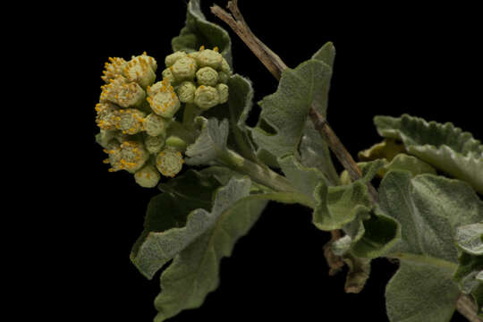 Sivun <i>Parthenium <i>tomentosum</i></i> var. tomentosum kuva