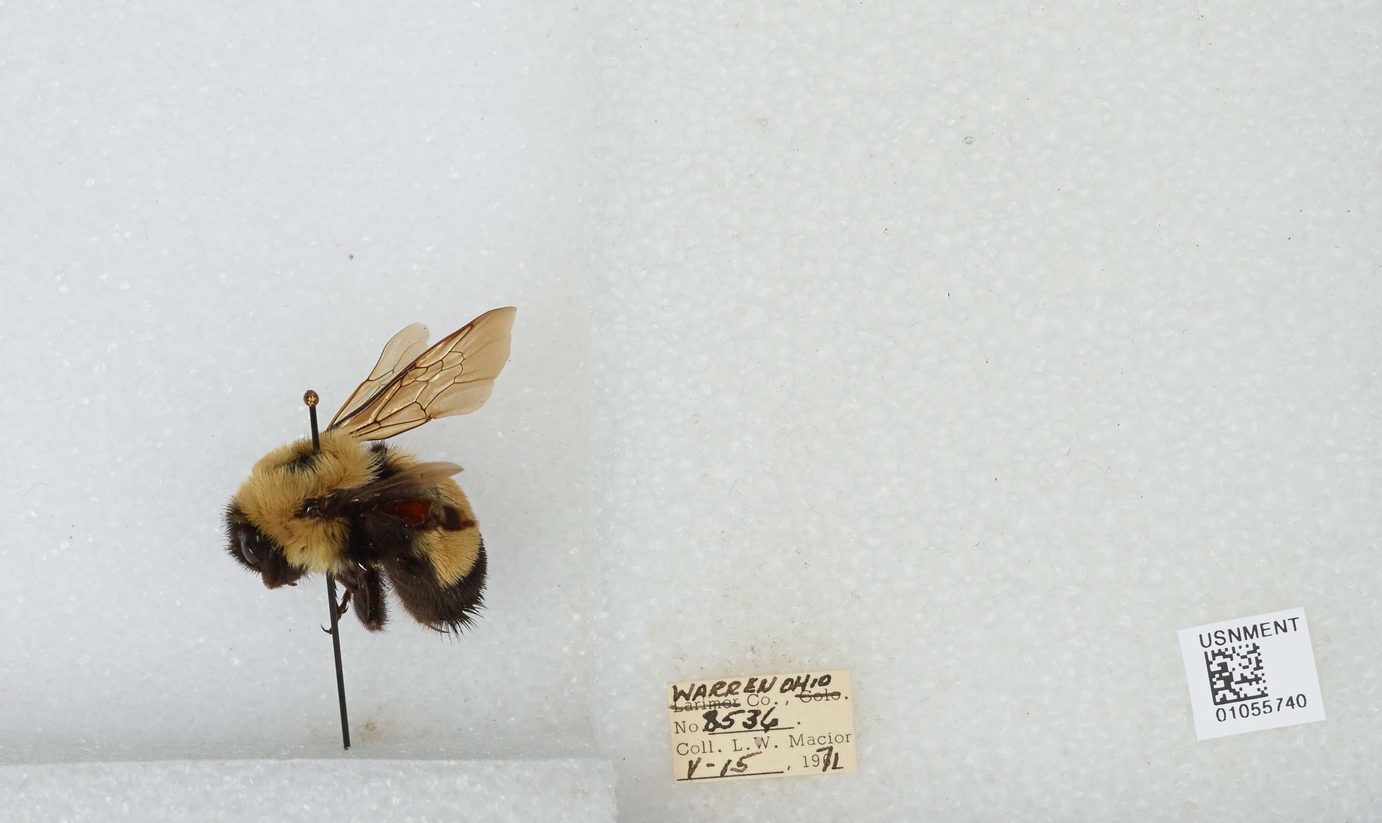 Слика од Bombus affinis Cresson 1864