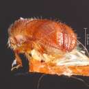 Image of Pityophthorus liquidambarus Blackman 1921