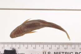 Imagem de Rhinichthys transmontanus