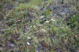 Image of plains snakecotton