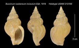 Image of Buccinum castaneum incisulum Dall