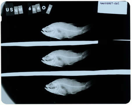 Image de Jaydia albomarginatus (Smith & Radcliffe 1912)