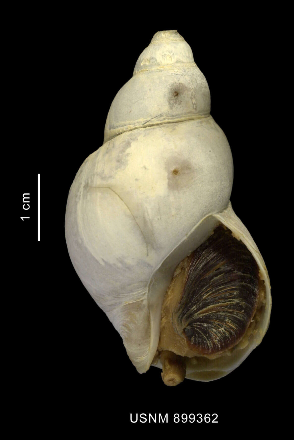 Image of Neobuccinum E. A. Smith 1879