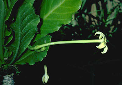 Image of cabbage on a stick