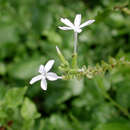 Image of Plumbago zeylanica L.