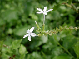 Image of Plumbago zeylanica L.