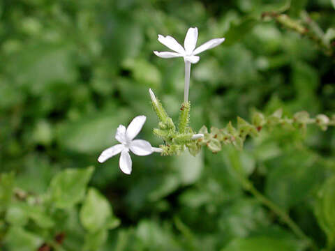 Image of Plumbago zeylanica L.