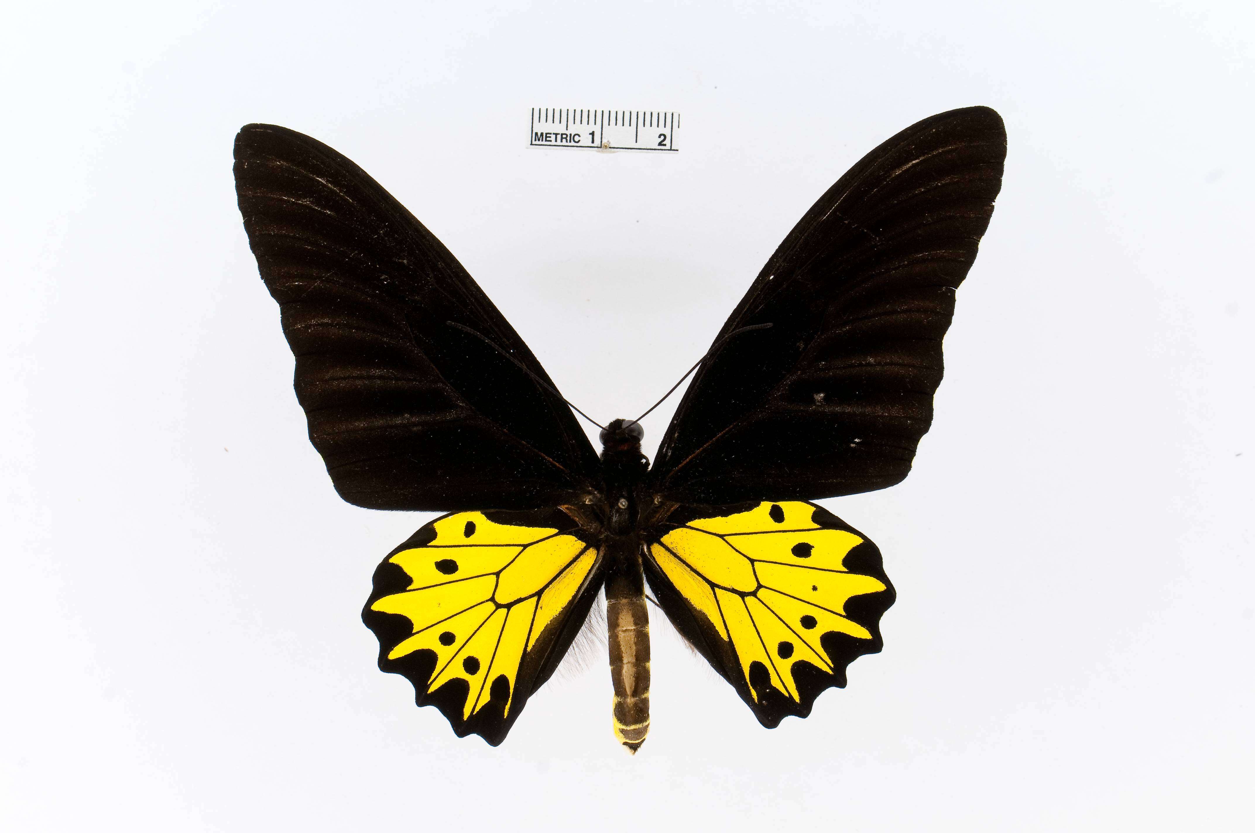 Troides helena (Linnaeus 1758) resmi