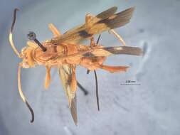 Image of Compsocryptus apicalis Townes 1962