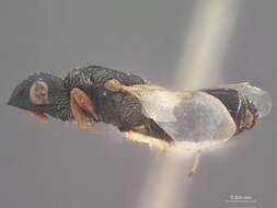 Image of Crabronid wasp