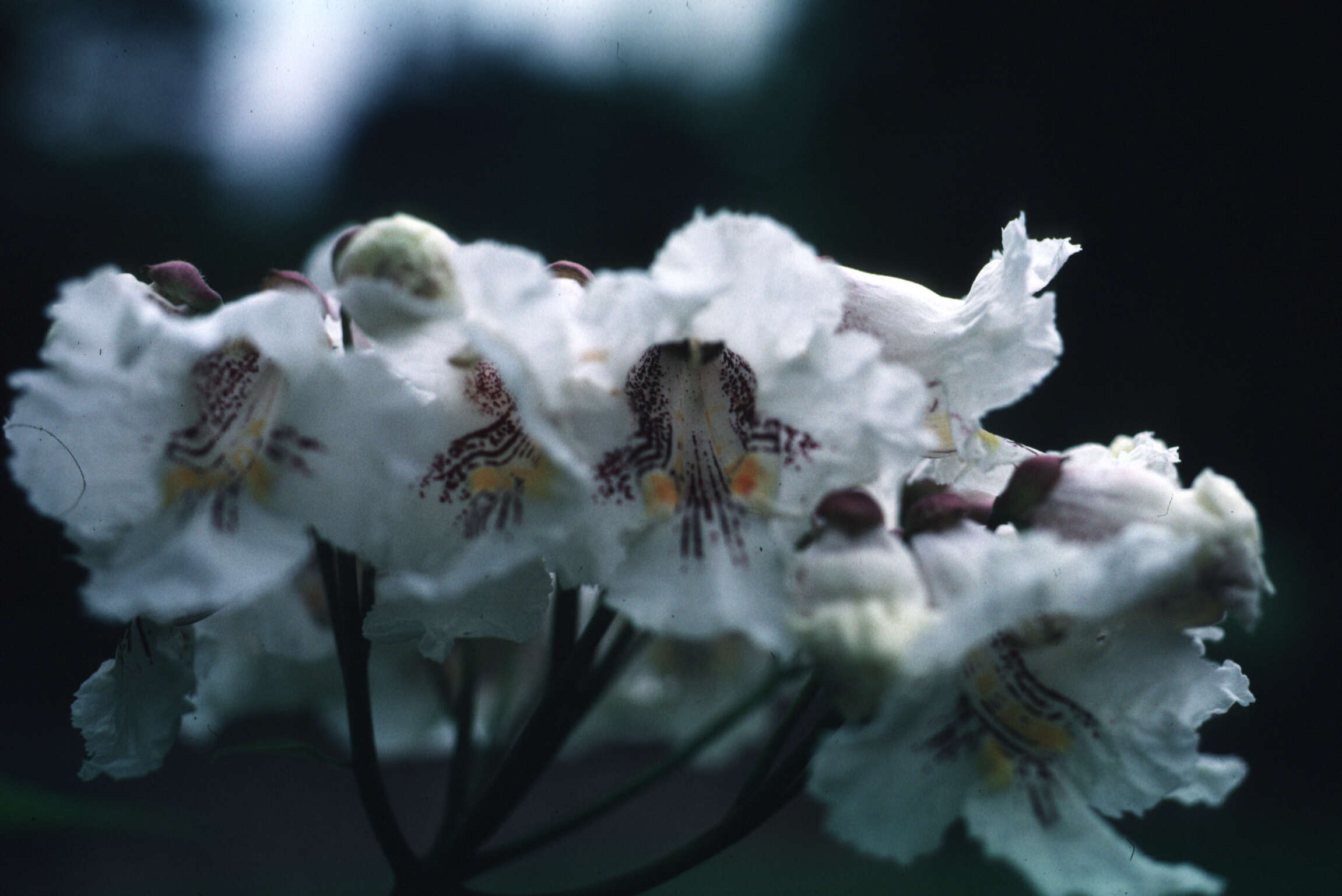 Image de Catalpa speciosa (Warder ex Barney) Warder ex Engelm.